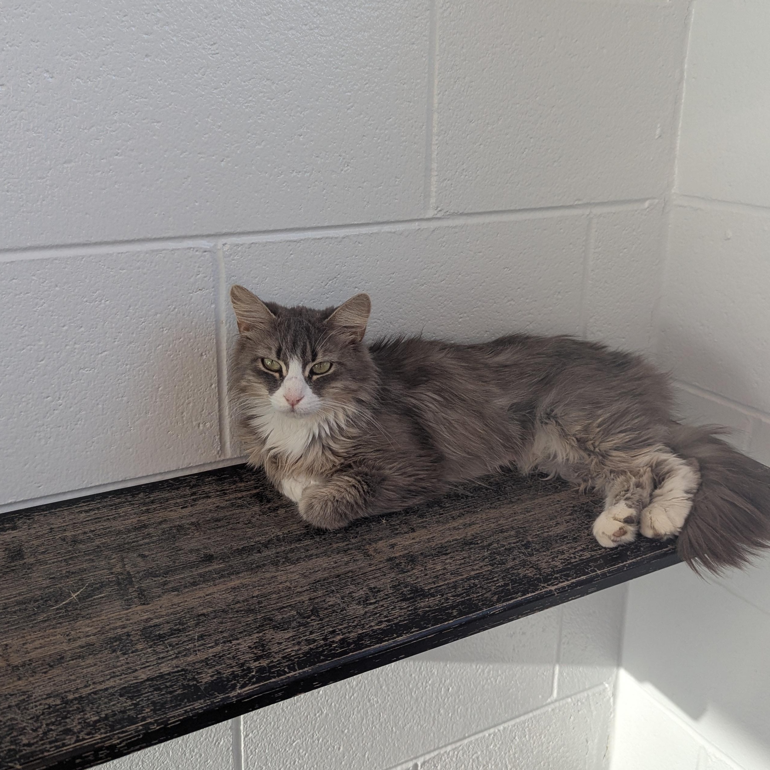 Sassy, ADOPTABLE, Young Female Domestic Medium Hair.