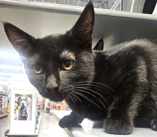 Enlarge Haven, a Adoptable Domestic Short Hair in Albemarle, NC image 1/3