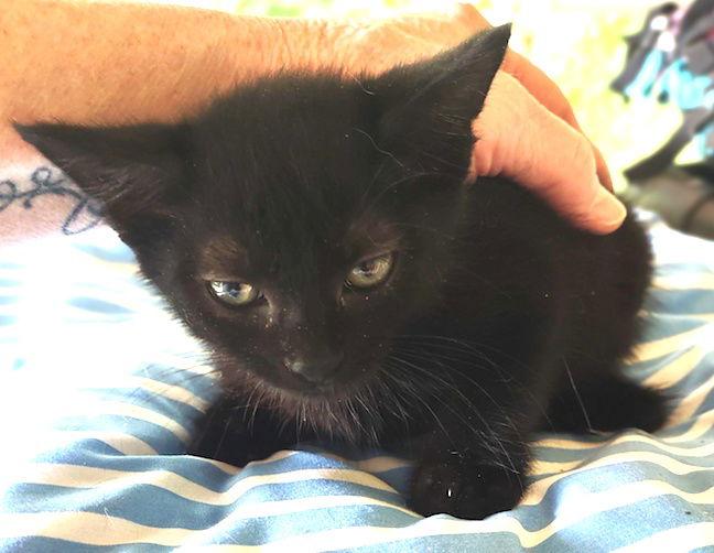 Enlarge Haven, a Adoptable Domestic Short Hair in Albemarle, NC image 2/3