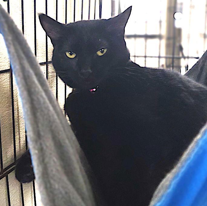 Haven, Adoptable, Young Female Domestic Short Hair.