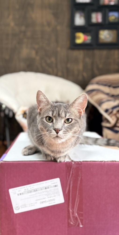 Enlarge Sissy, a Adoptable Domestic Short Hair in Lake Wylie, SC image 1/2