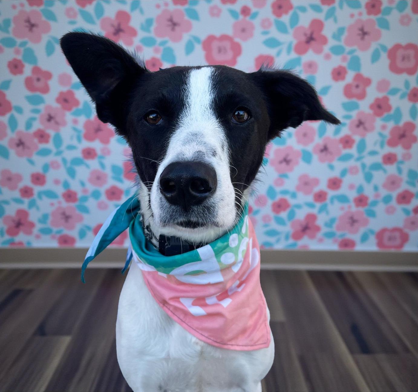 Enlarge Panda Bear-ADOPT Me!!, a Adoptable mixed breed in Redondo Beach, CA image 2/6