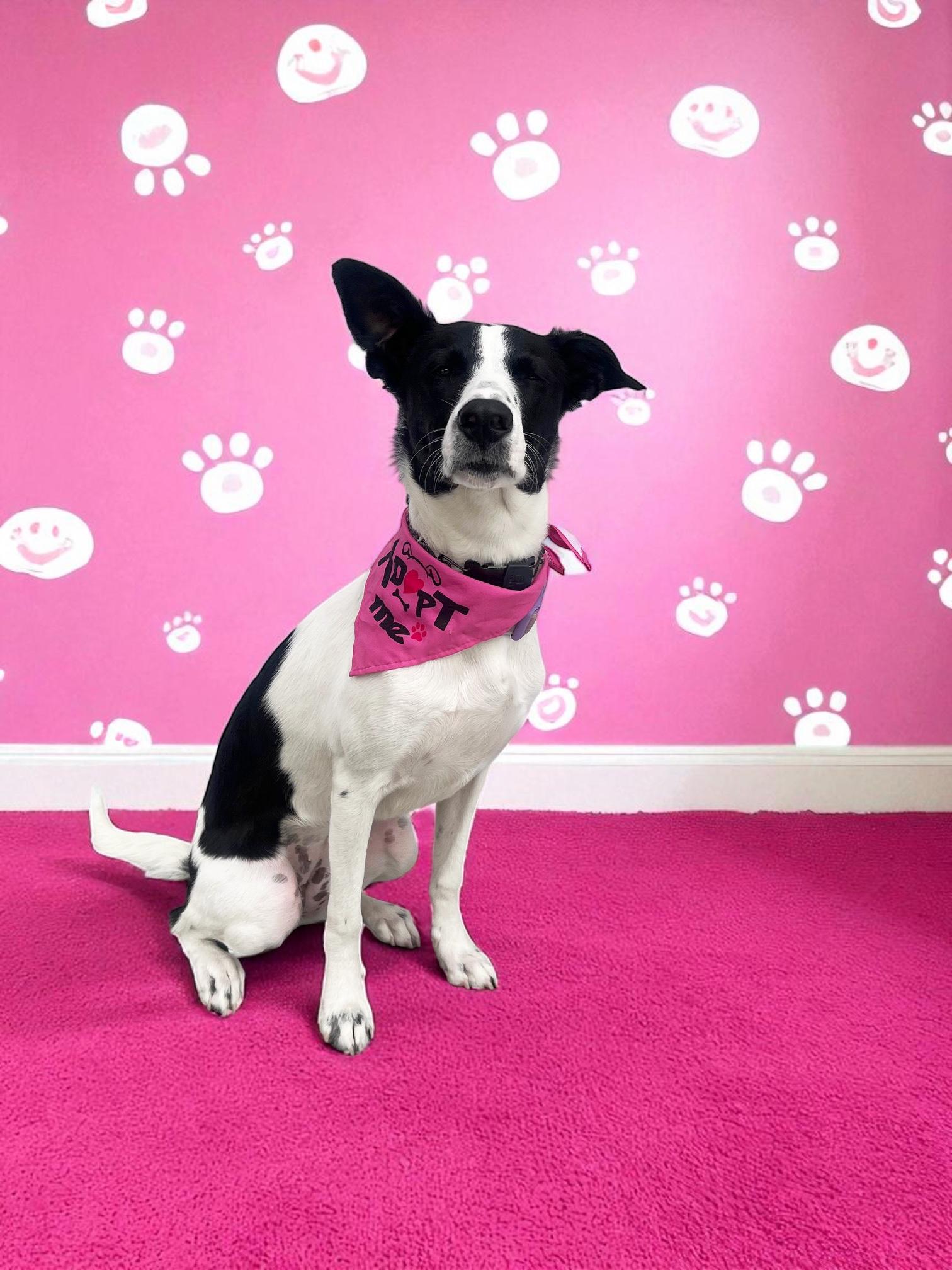 Panda Bear-ADOPT Me!!