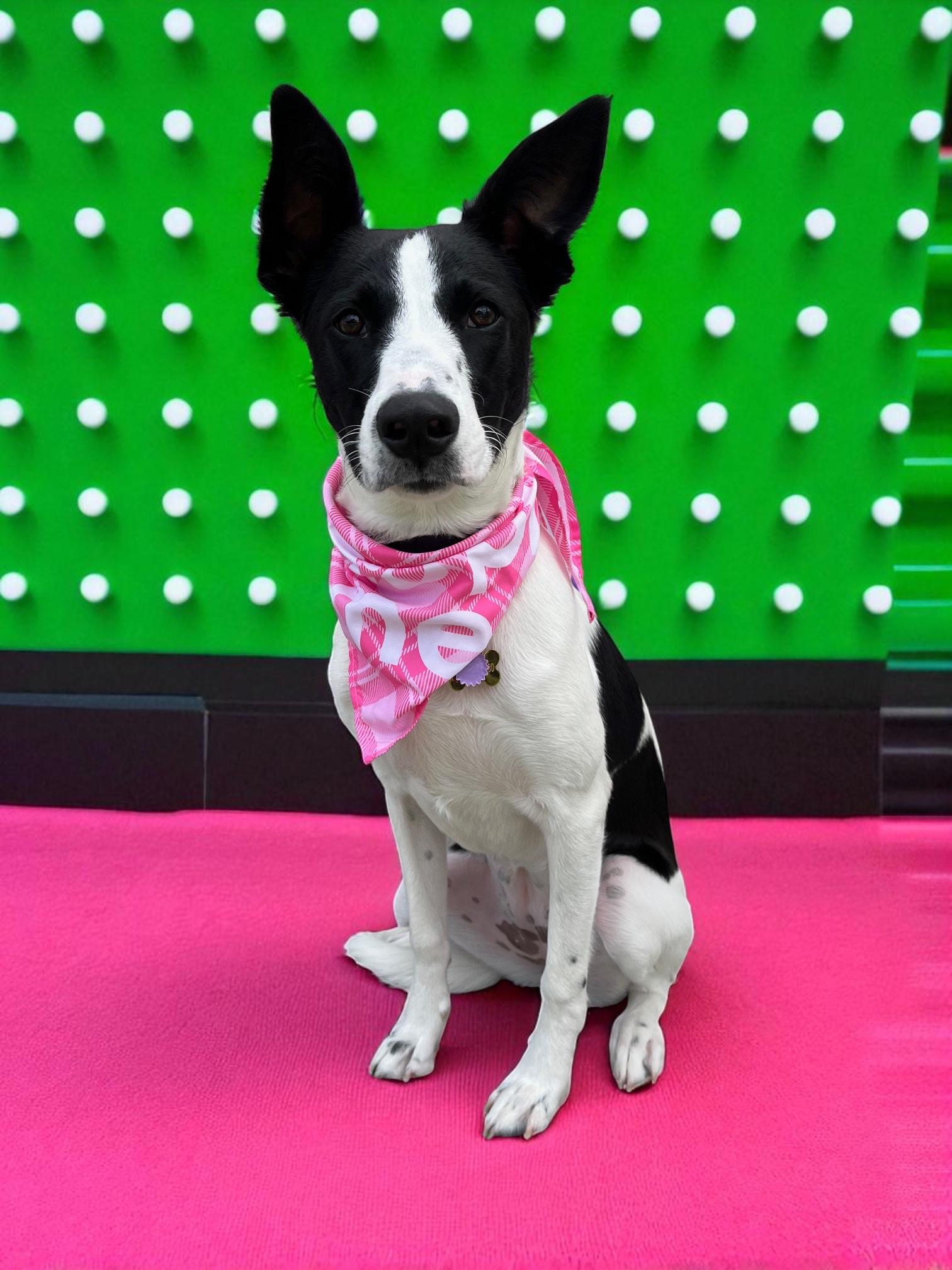 Panda Bear-ADOPT Me!!