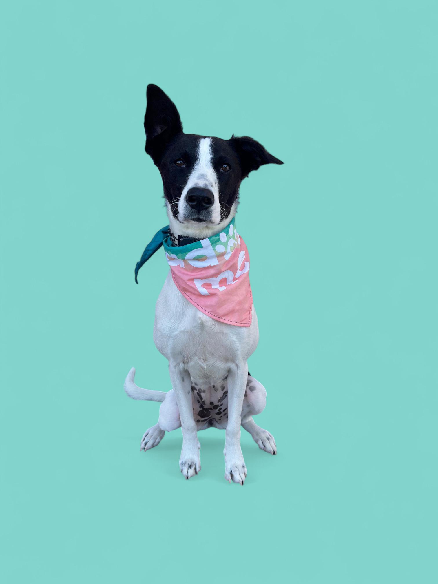 Enlarge Panda Bear-ADOPT Me!!, a Adoptable mixed breed in Redondo Beach, CA image 1/6