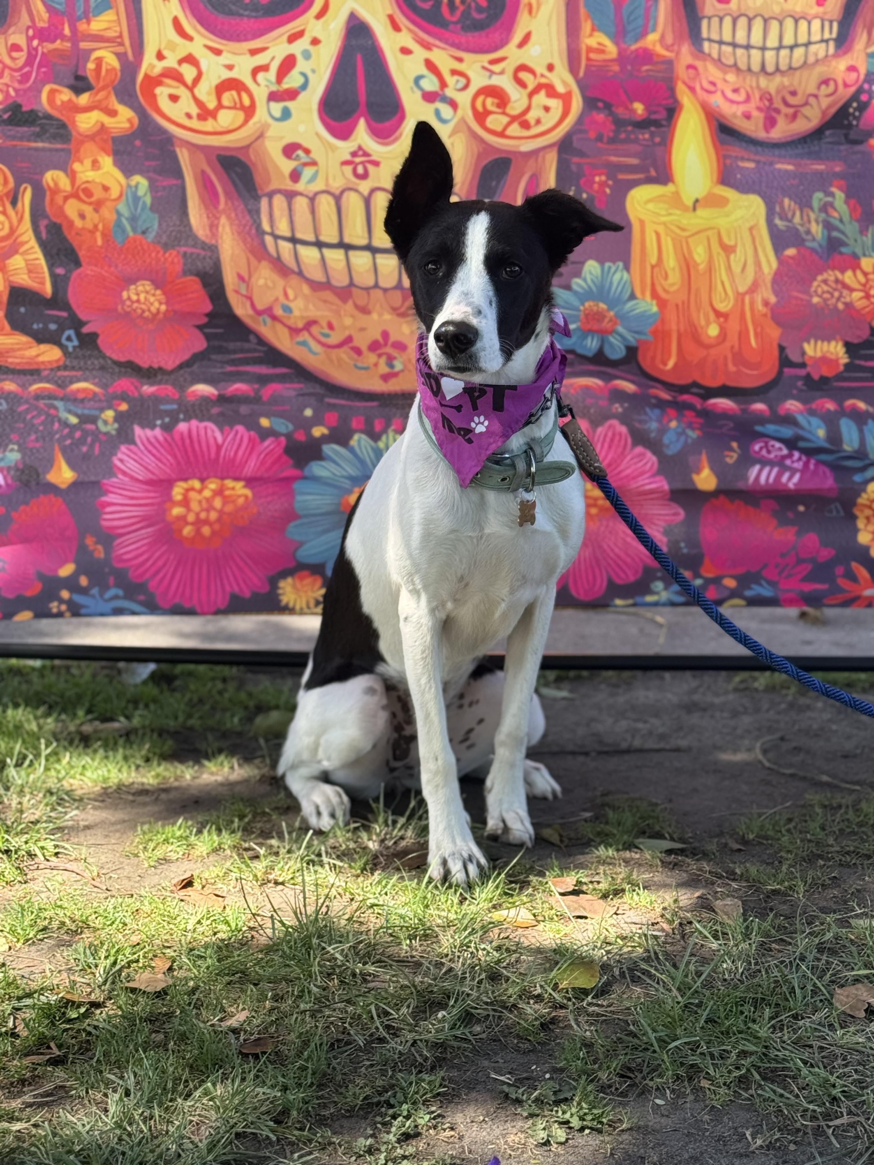 Enlarge Panda Bear-ADOPT Me!!, a Adoptable mixed breed in Redondo Beach, CA image 4/6