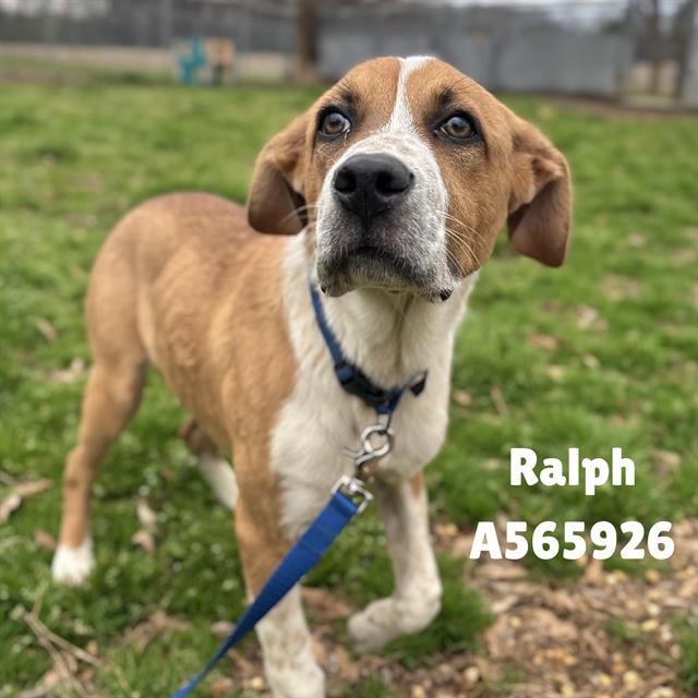 RALPH, Adoptable, Young Male Beagle & Mixed Breed.