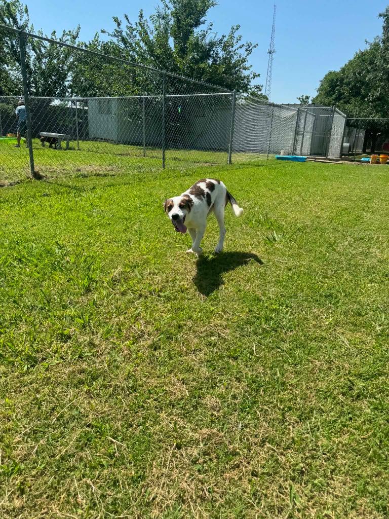 Bellamia, Adoptable, Puppy Female Terrier & Hound.
