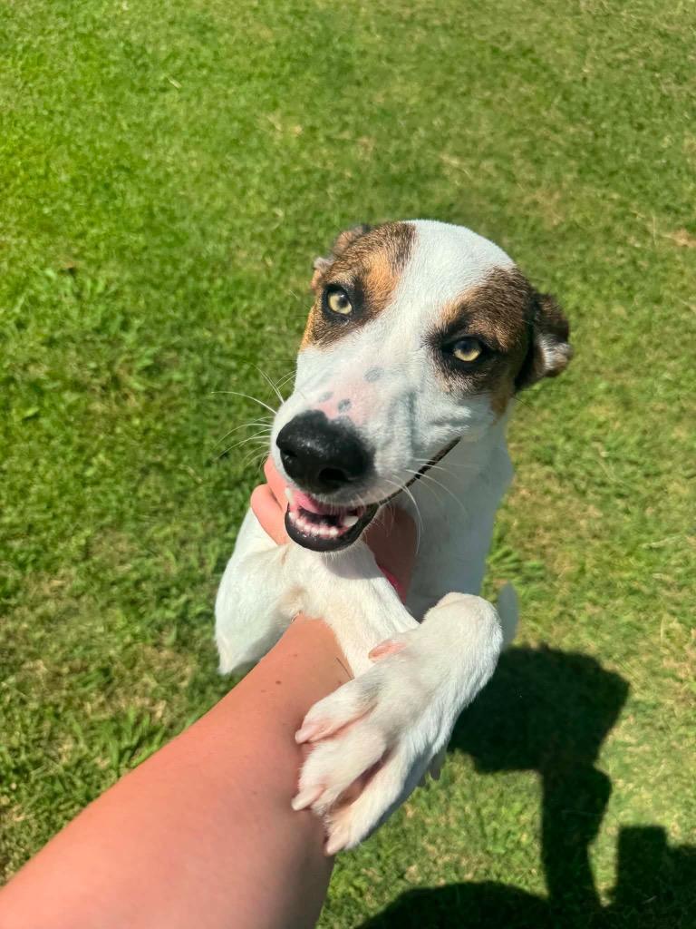 Enlarge Bellamia, a Adoptable mixed breed in Ada, OK image 2/6