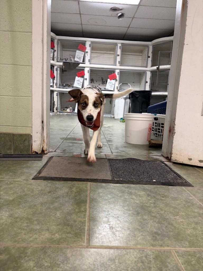 Enlarge Bellamia, a Adoptable mixed breed in Ada, OK image 3/6