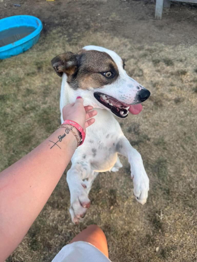 Enlarge Bellamia, a Adoptable mixed breed in Ada, OK image 4/6