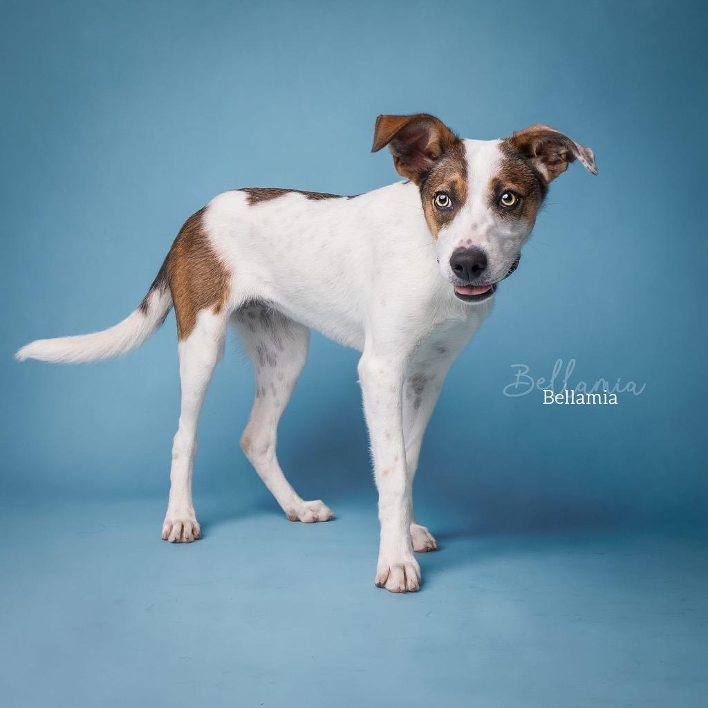 Enlarge Bellamia, a Adoptable mixed breed in Ada, OK image 5/6