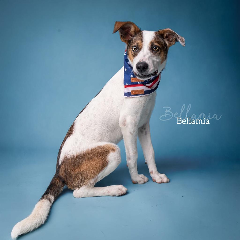 Enlarge Bellamia, a Adoptable mixed breed in Ada, OK image 6/6