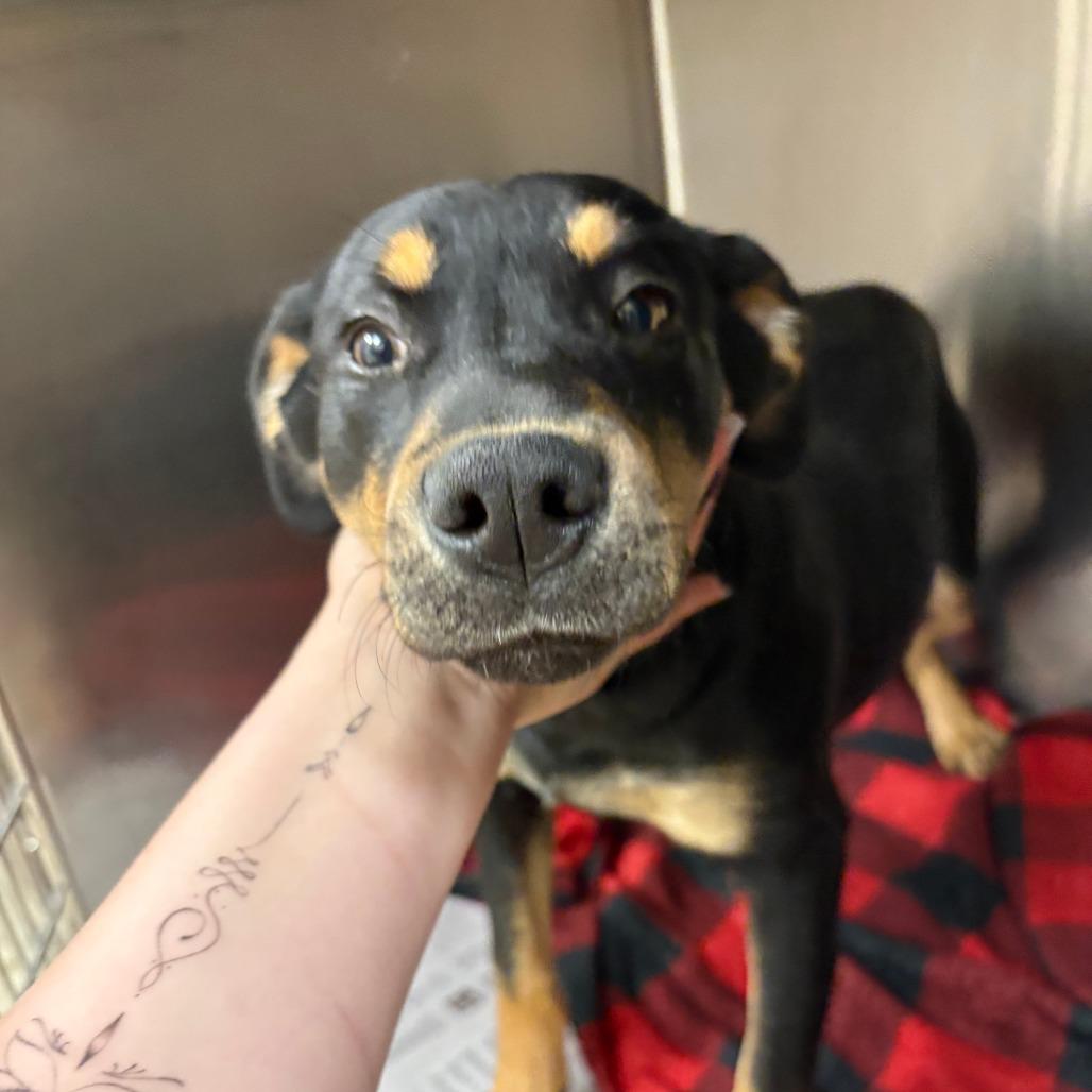 Enlarge Ken - 020604U, a Adoptable mixed breed in Tupelo, MS image 2/2