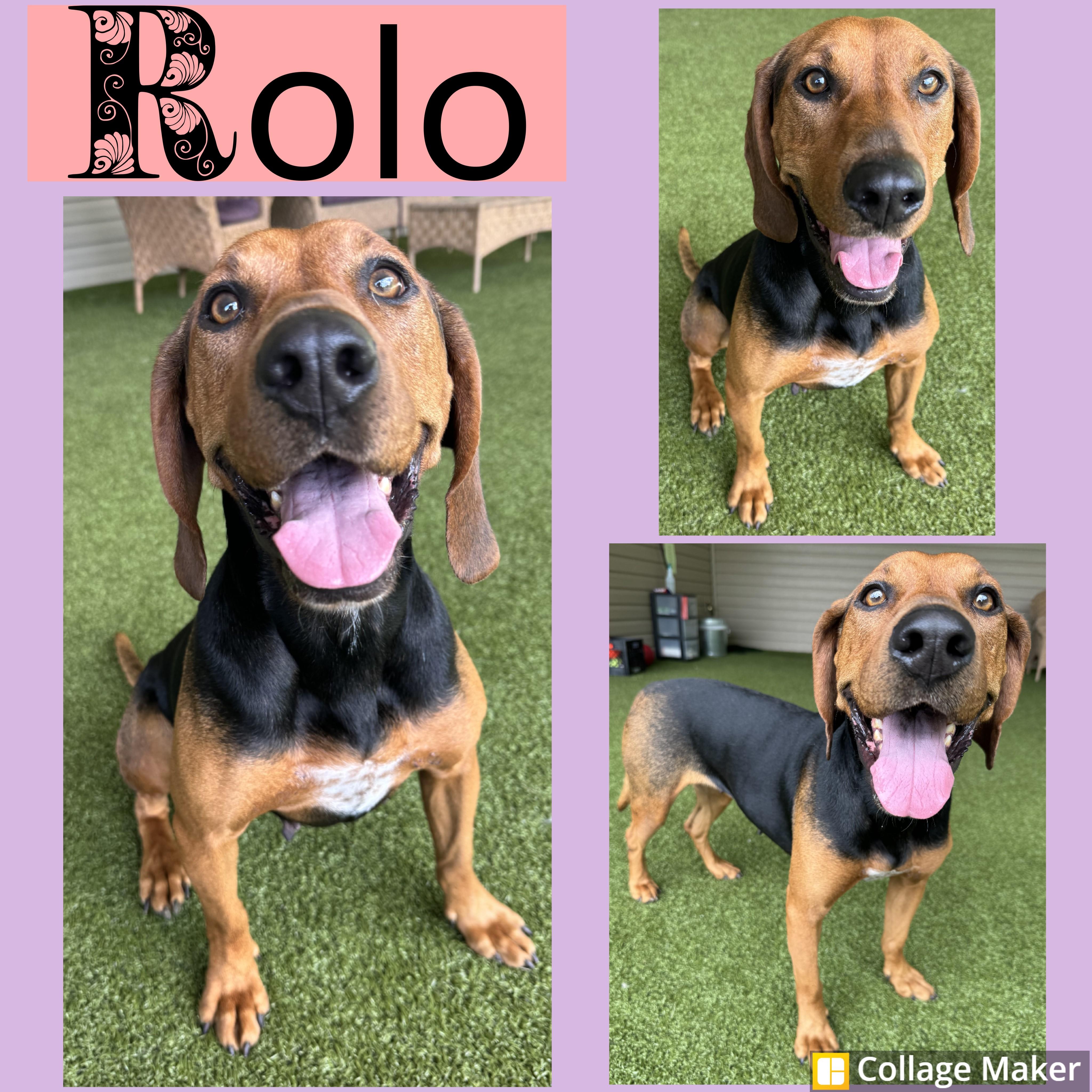 Rolo, an adoptable Coonhound Mix in Clearfield, PA_image-1
