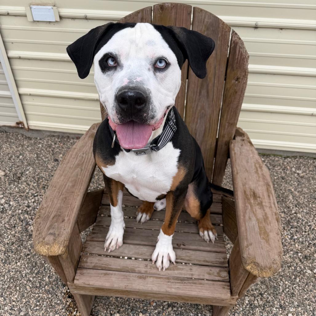 Dotson, Adoptable, Adult Male Labrador Retriever & Mixed Breed.