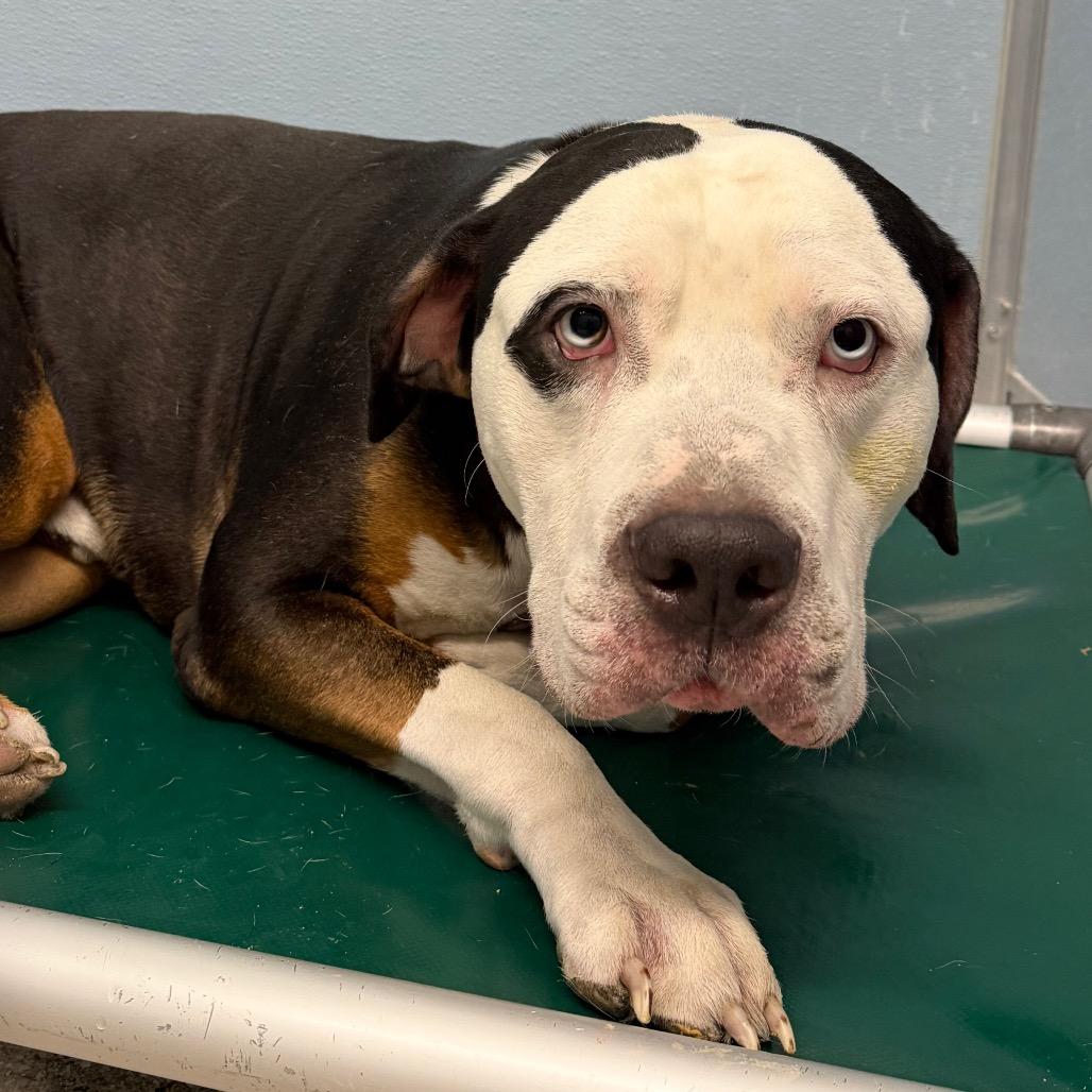 Dotson, a Adoptable mixed breed in Detroit Lakes, MN image 2/6
