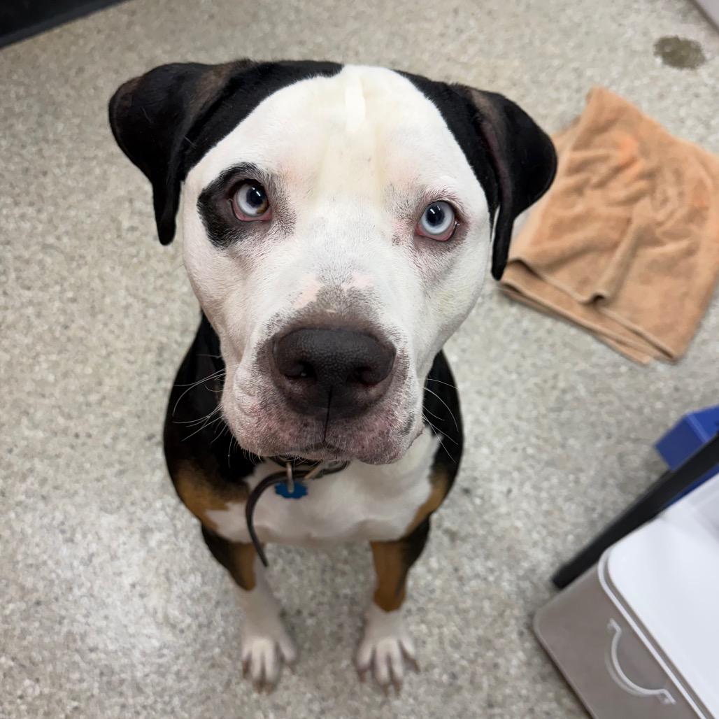 Dotson, a Adoptable mixed breed in Detroit Lakes, MN image 3/6