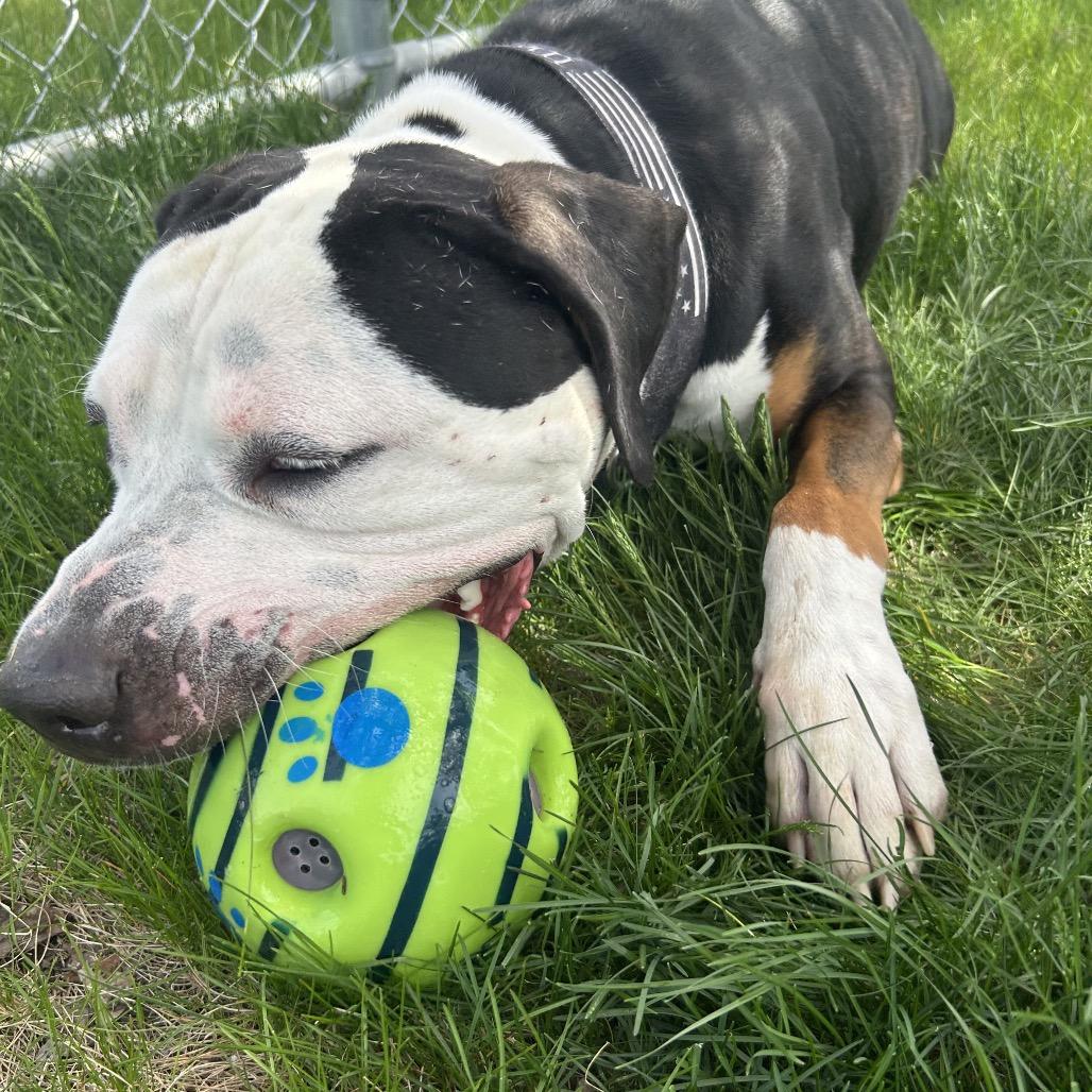 Dotson, a Adoptable mixed breed in Detroit Lakes, MN image 4/6