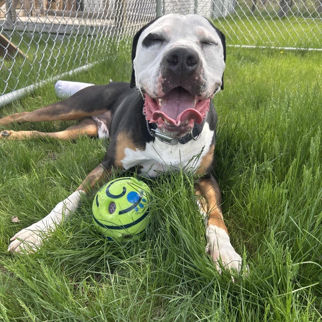 Dotson, a Adoptable mixed breed in Detroit Lakes, MN image 5/6