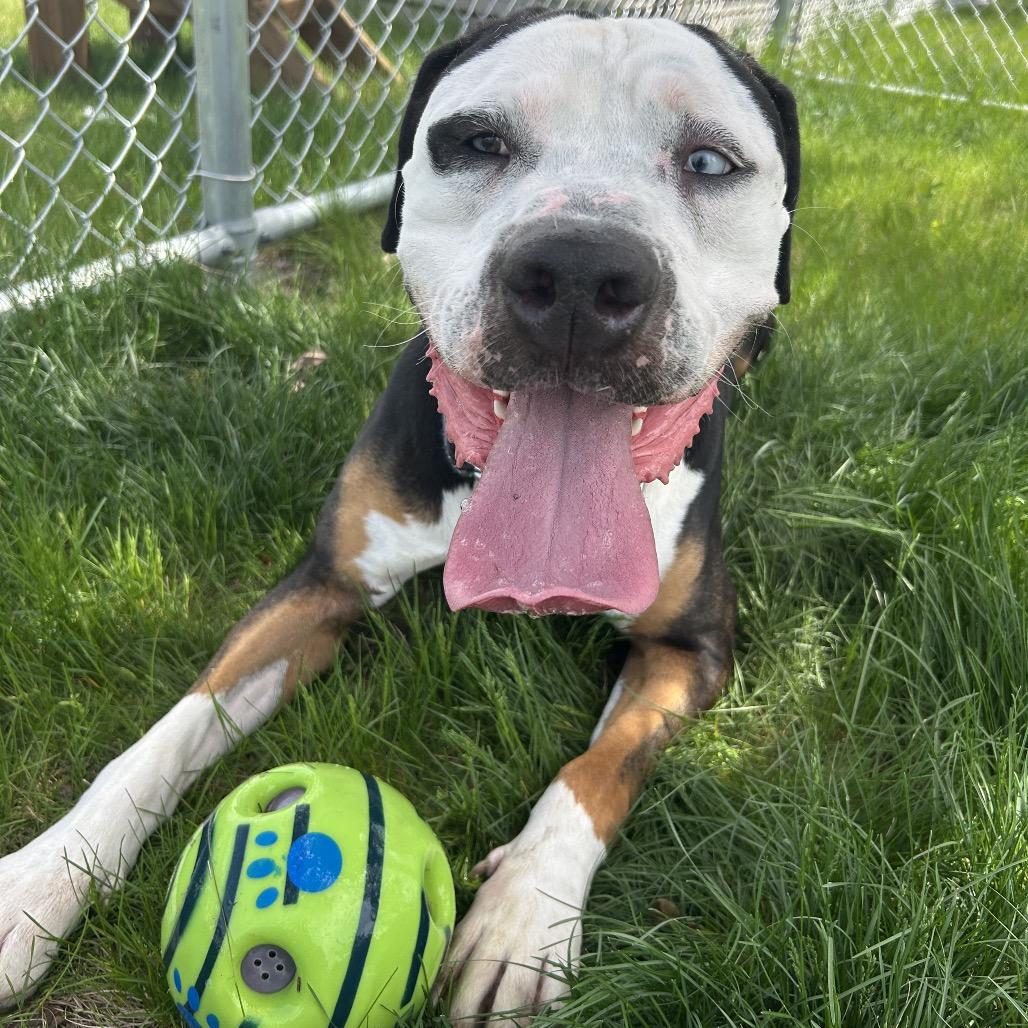 Dotson, a Adoptable mixed breed in Detroit Lakes, MN image 6/6