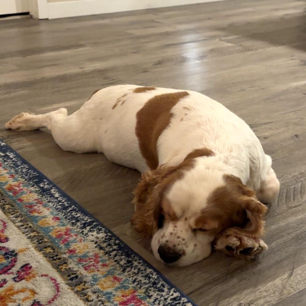 Patch, Adoptable, Senior Male Cocker Spaniel.