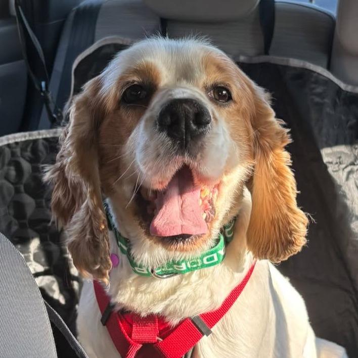 Enlarge Patch, a Adoptable Cocker Spaniel in Crystal, MN image 2/6