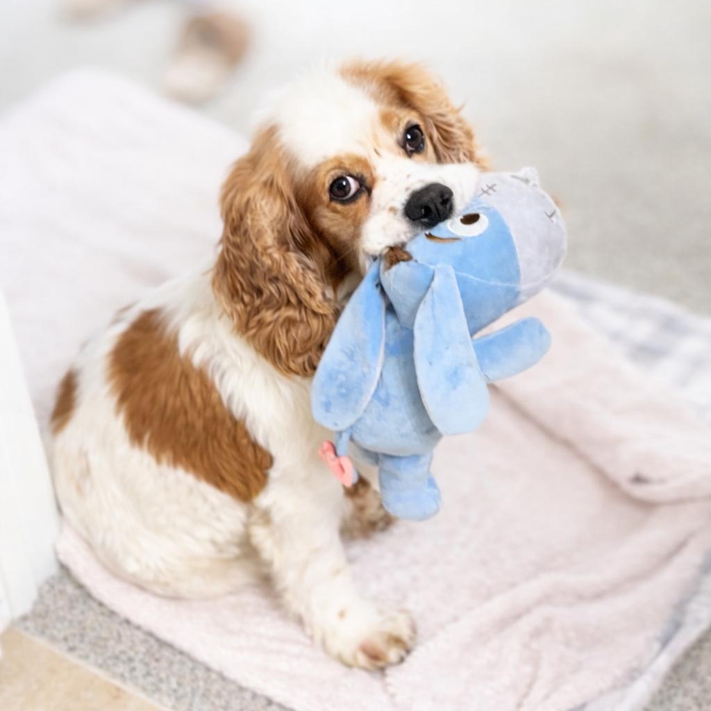 Enlarge Patch, a Adoptable Cocker Spaniel in Crystal, MN image 3/6