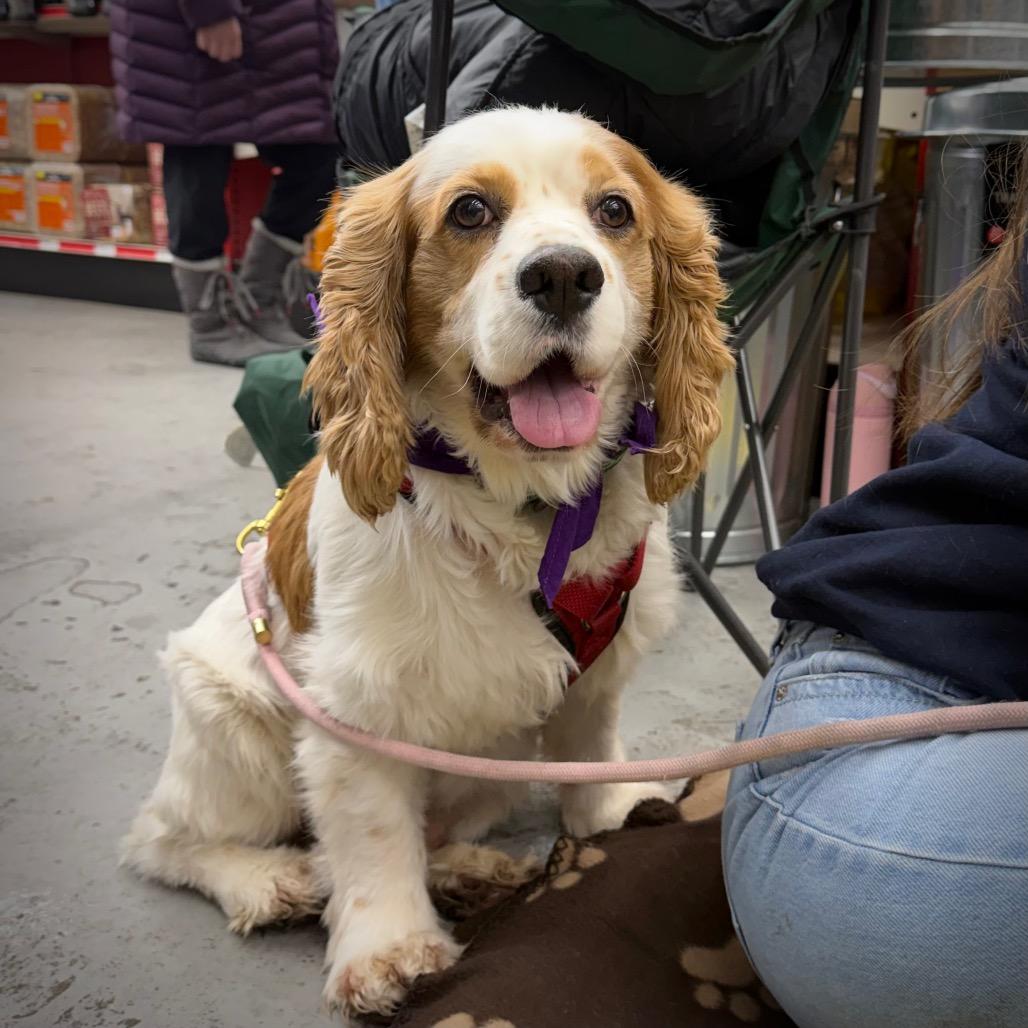 Enlarge Patch, a Adoptable Cocker Spaniel in Crystal, MN image 4/6