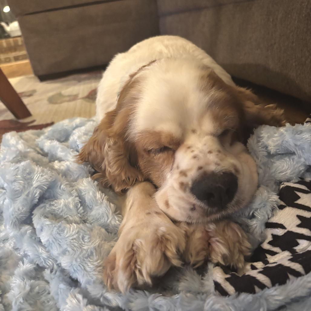 Enlarge Patch, a Adoptable Cocker Spaniel in Crystal, MN image 5/6