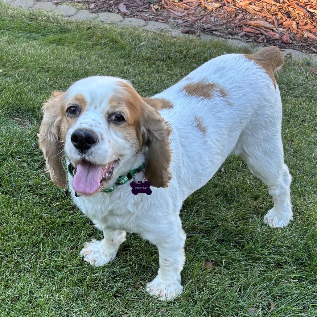 Enlarge Patch, a Adoptable Cocker Spaniel in Crystal, MN image 6/6