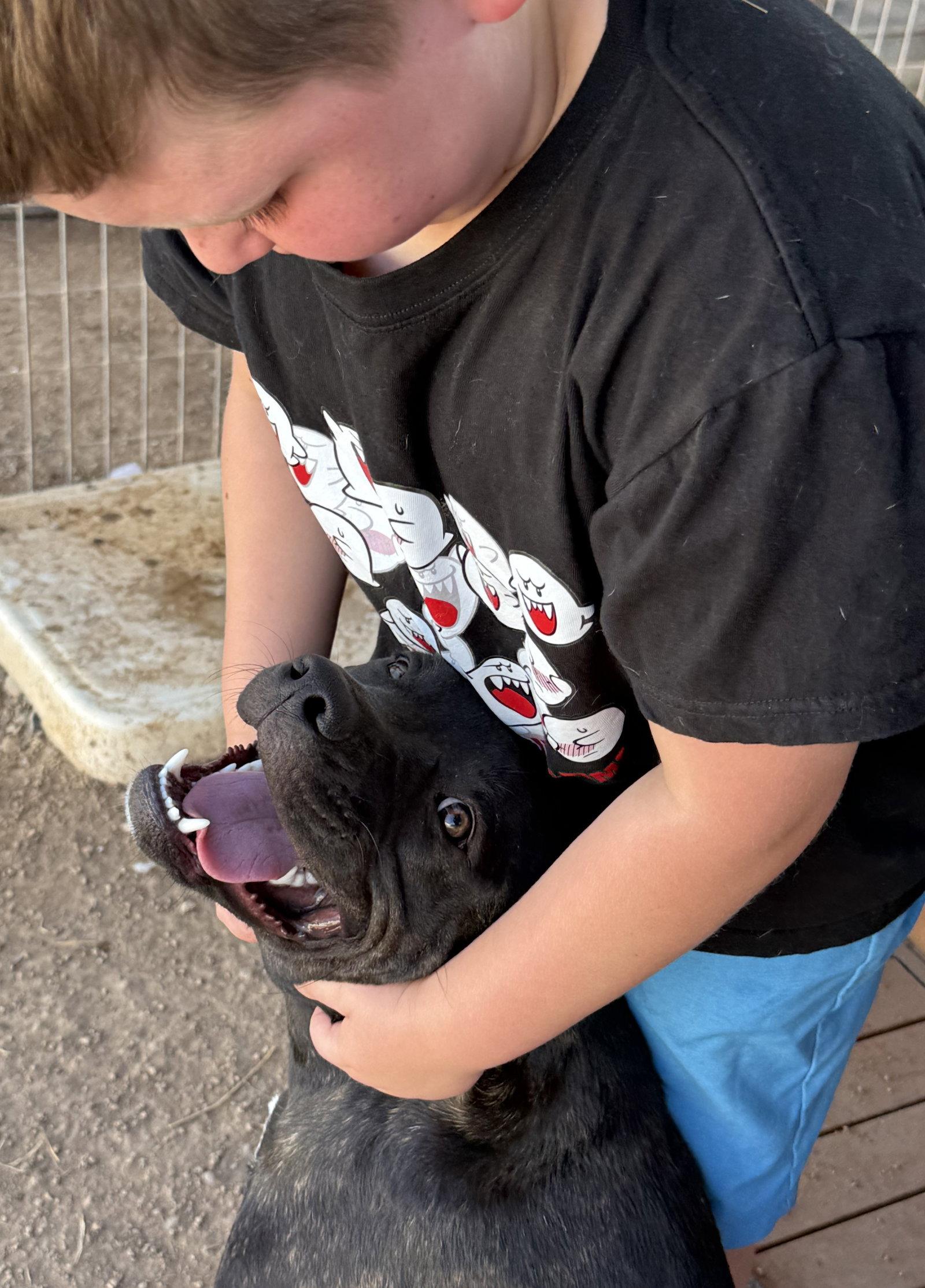 Porkchop, Adoptable, Young Male Mastiff.
