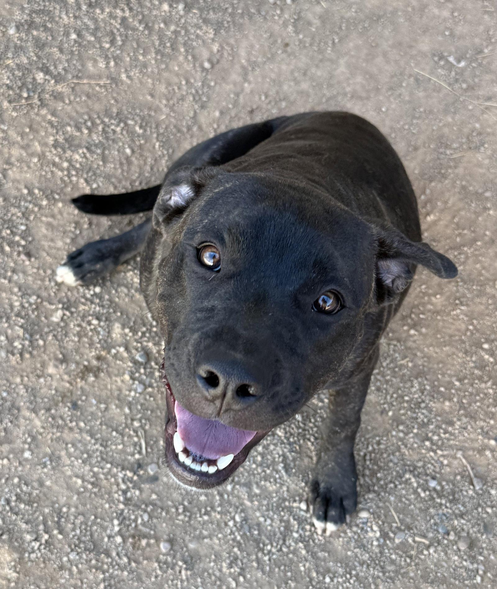Enlarge Porkchop, a Adoptable Mastiff in Queen Creek, AZ image 2/3