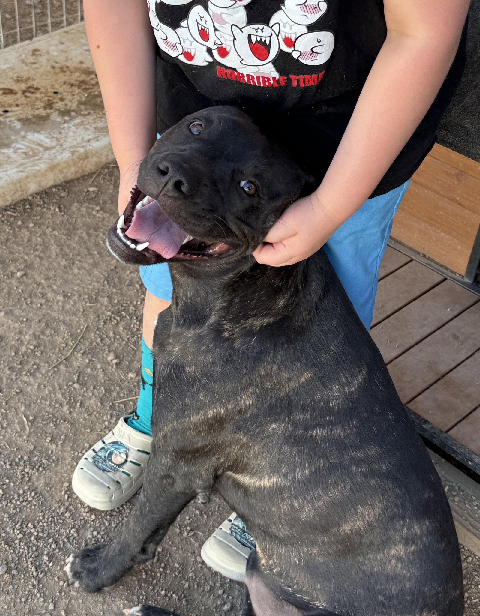 Enlarge Porkchop, a Adoptable Mastiff in Queen Creek, AZ image 3/3