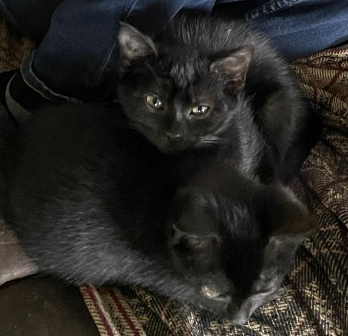 Kai, Adopted, Kitten Female Domestic Short Hair.