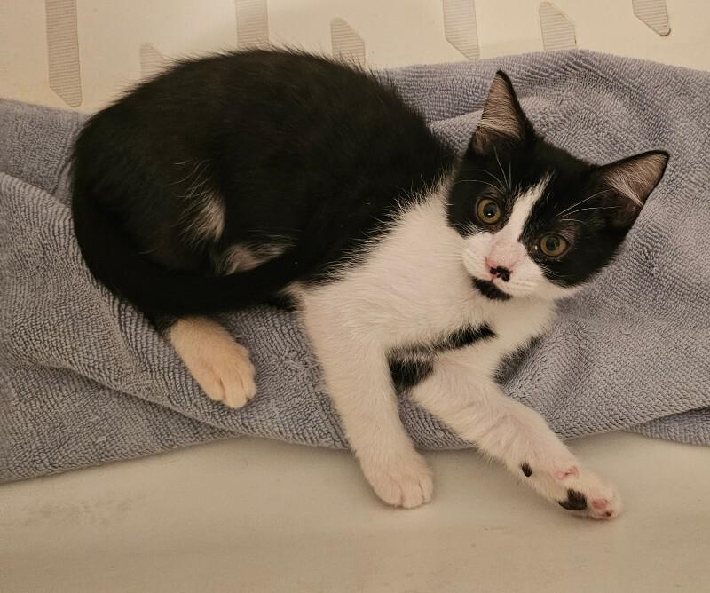Morningstar, Adoptable, Young Male Domestic Short Hair.