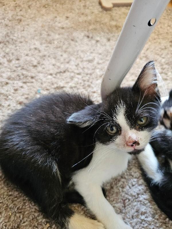 Enlarge Morningstar, a Adoptable Domestic Short Hair in Kennewick, WA image 2/3