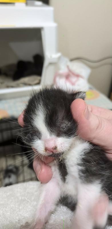 Enlarge Morningstar, a Adoptable Domestic Short Hair in Kennewick, WA image 3/3