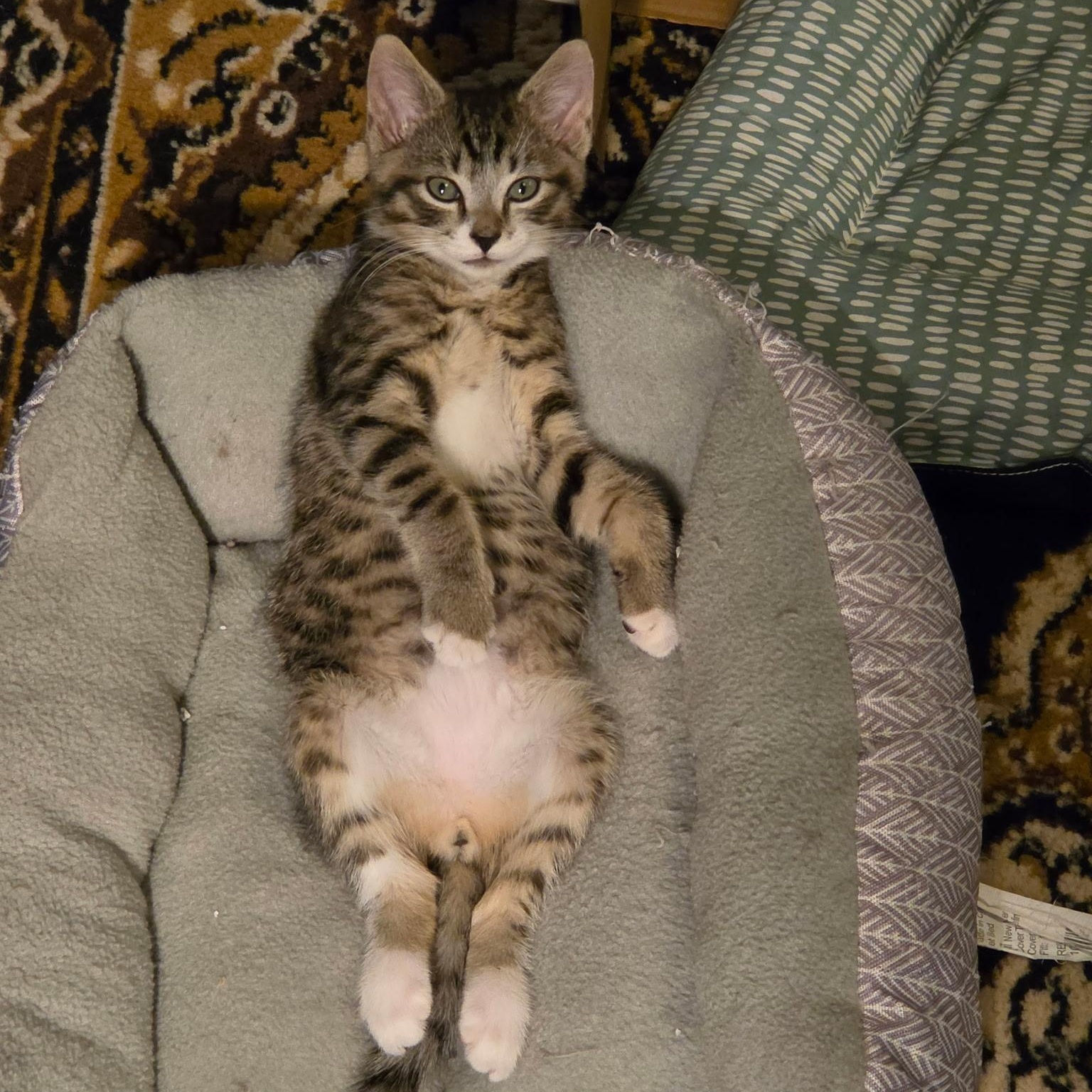 Todd from Finance, a ADOPTABLE Domestic Short Hair in Sewell, NJ image 3/4