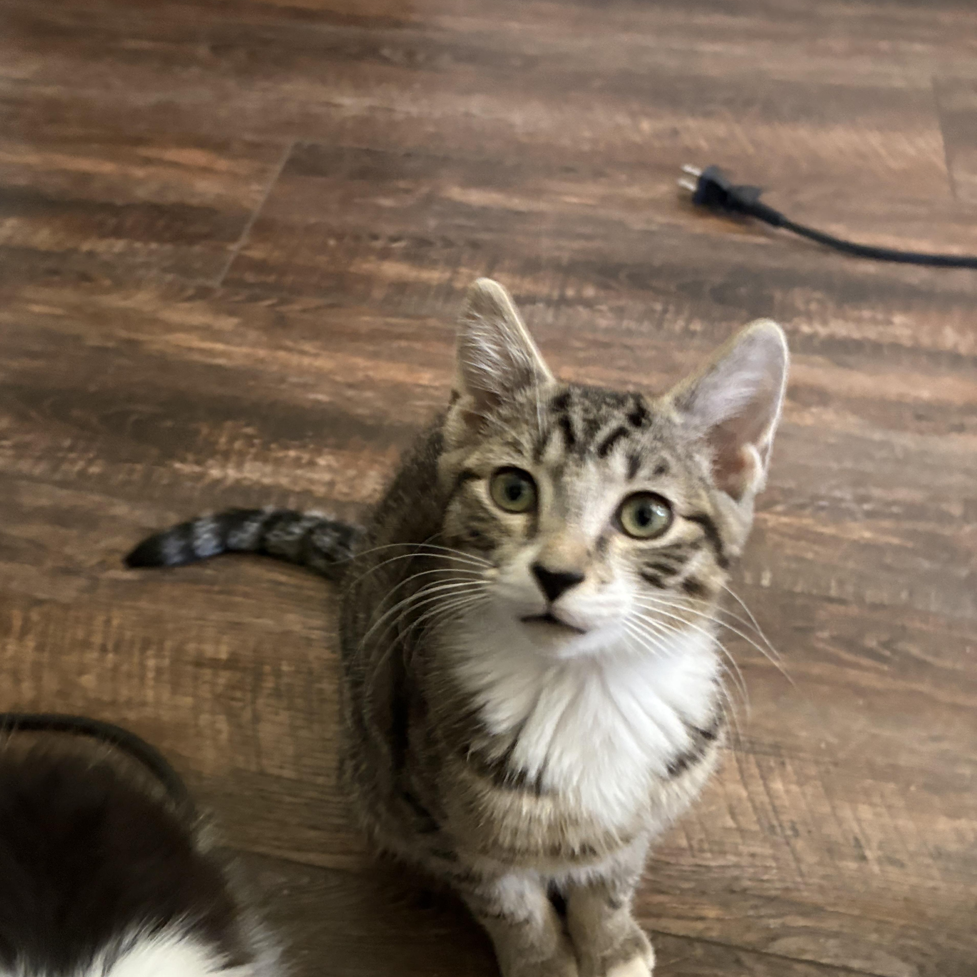 Todd from Finance, a ADOPTABLE Domestic Short Hair in Sewell, NJ image 2/4