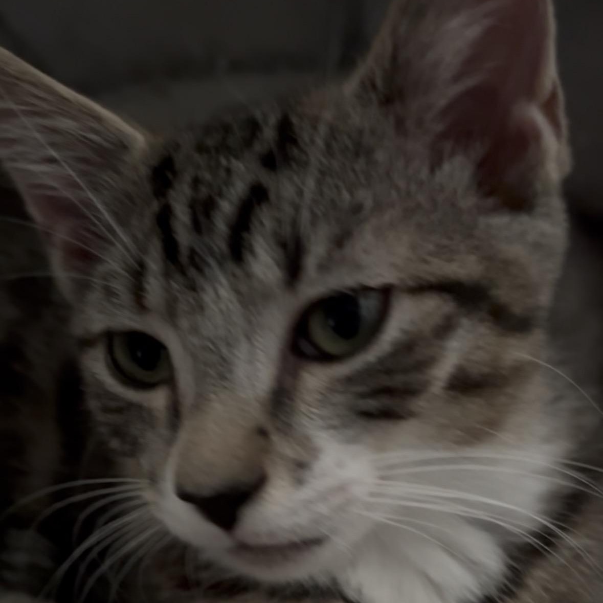 Todd from Finance, a ADOPTABLE Domestic Short Hair in Sewell, NJ image 4/4