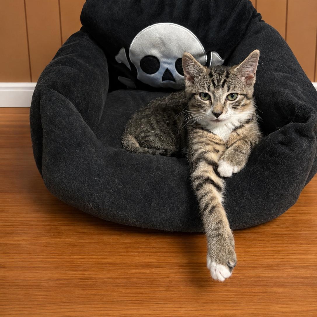 Todd from Finance, ADOPTABLE, Kitten Male Domestic Short Hair.