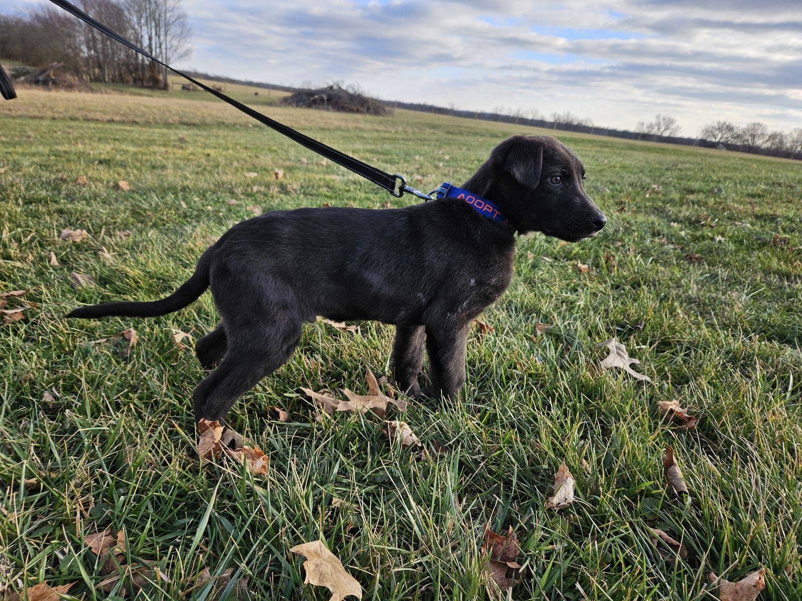 Salami, Adoptable, Puppy Male German Shepherd Dog.