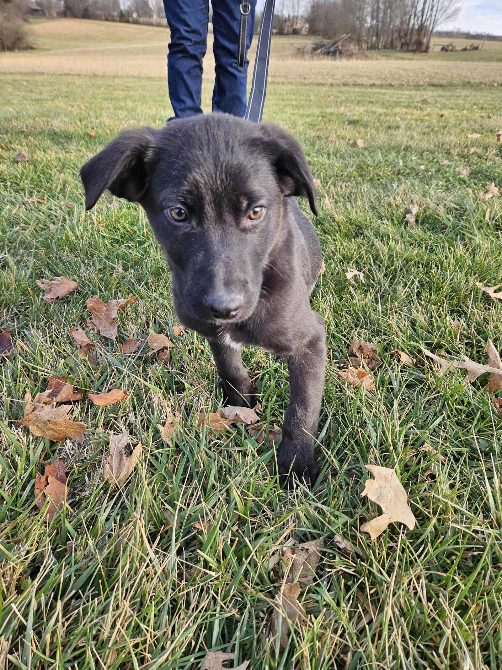 Enlarge Salami, a Adoptable German Shepherd Dog in Louisville, KY image 2/3