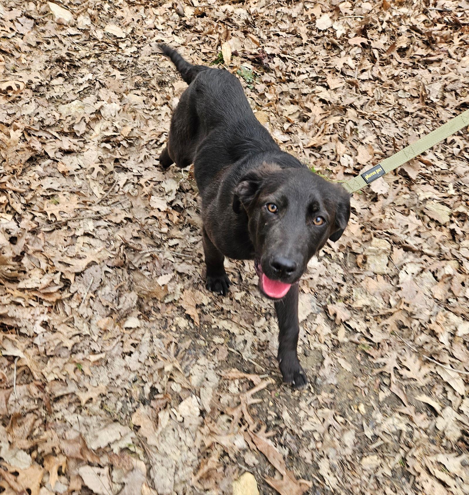 Salami, Adoptable, Puppy Male German Shepherd Dog.