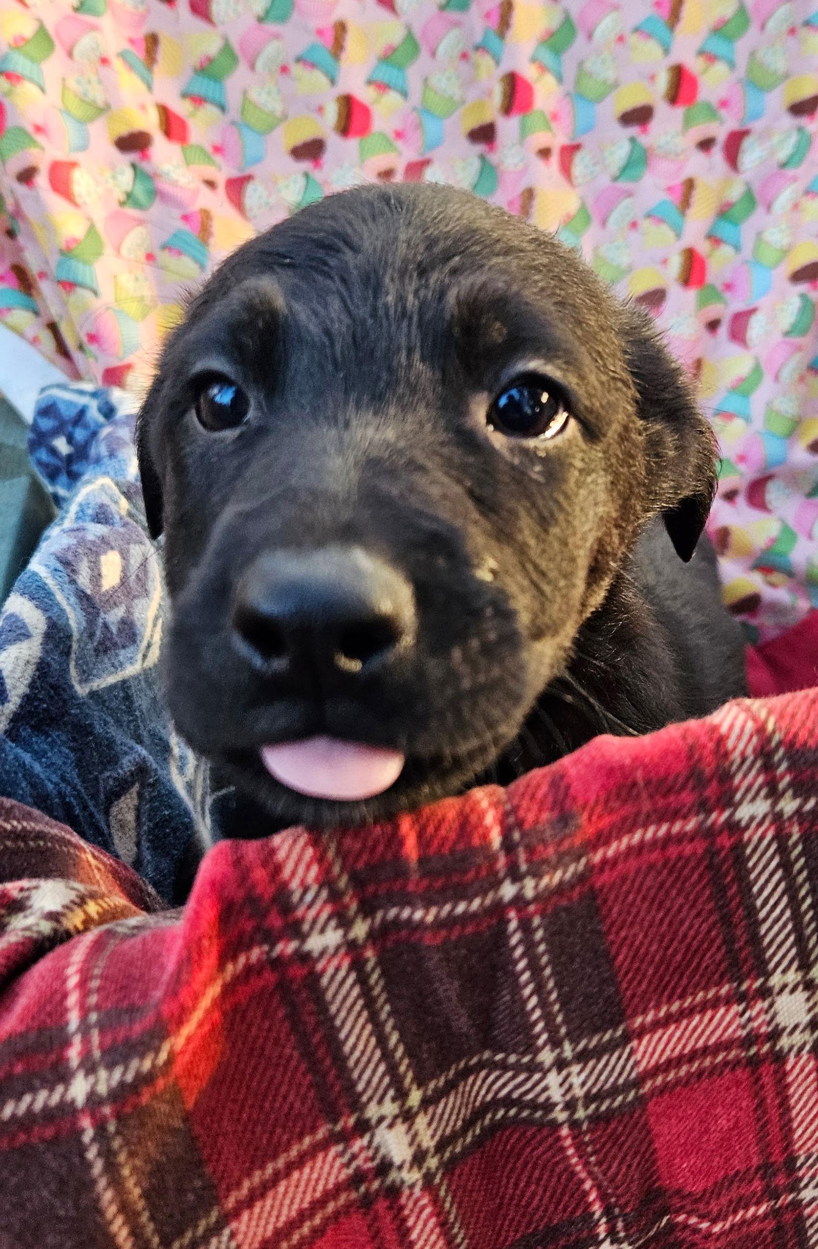 Salami, Adoptable, Puppy Male German Shepherd Dog.