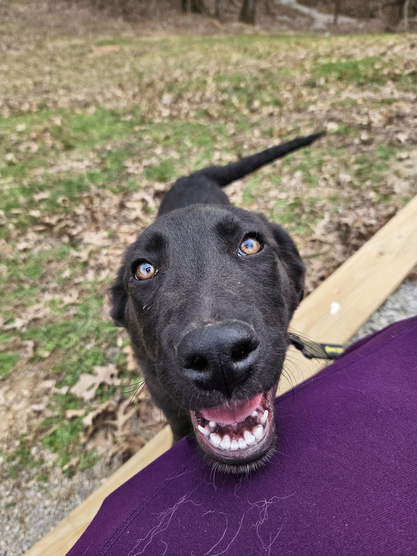 Enlarge Salami, a Adoptable German Shepherd Dog in Louisville, KY image 2/3