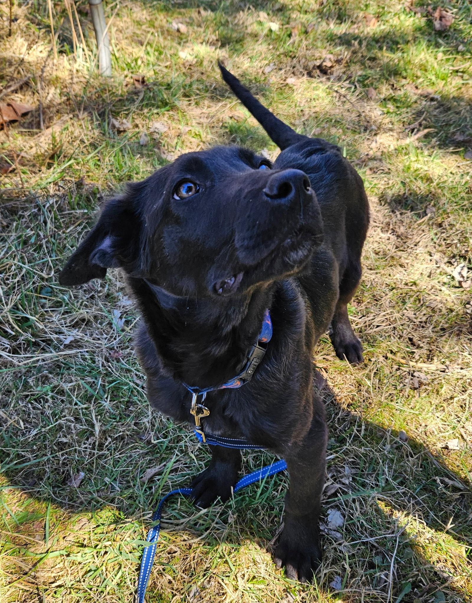 Enlarge Salami, a Adoptable German Shepherd Dog in Louisville, KY image 3/3