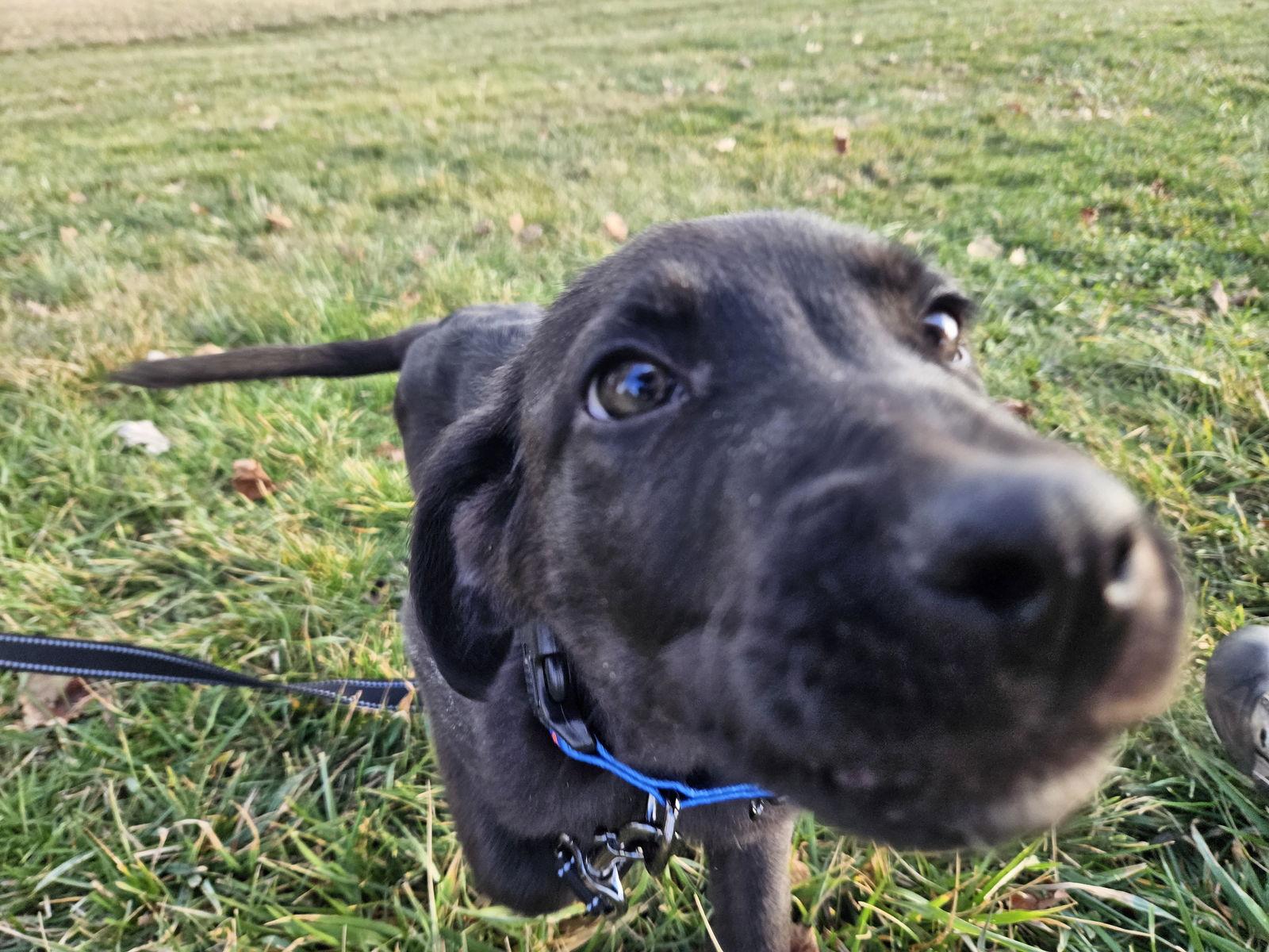 Enlarge Salami, a Adoptable German Shepherd Dog in Louisville, KY image 3/3