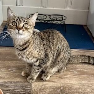 Sally, adoptable, Young Female Domestic Short Hair.